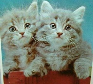 Christmas Postcard 2 Kittens Bright Eyes Art Creation 1980's Grey Cats Perched