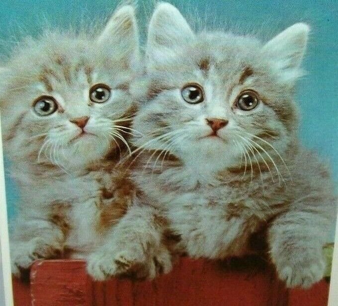 Christmas Postcard 2 Kittens Bright Eyes Art Creation 1980's Grey Cats Perched