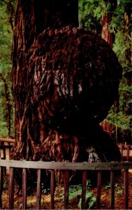 California Santa Cruz County Big Trees Park Giant Burl