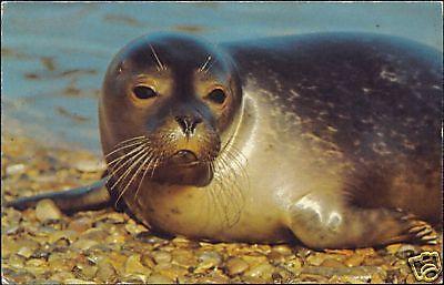 Philip Wayre's Norfolk Wildlife Park, Sweet Young SEAL