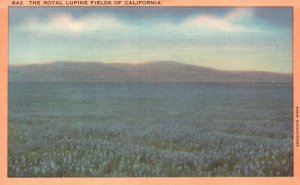 Vintage Postcard Royal Lupine Fields Beautiful Plants Species Growing California