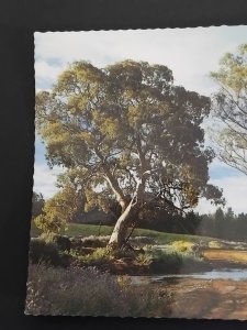 River Gums at Wilpena Creek, South Australia, AP5 Valiant colour postcard