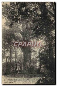 Old Postcard Dijon Poplar Tree of & # 39arquebuse