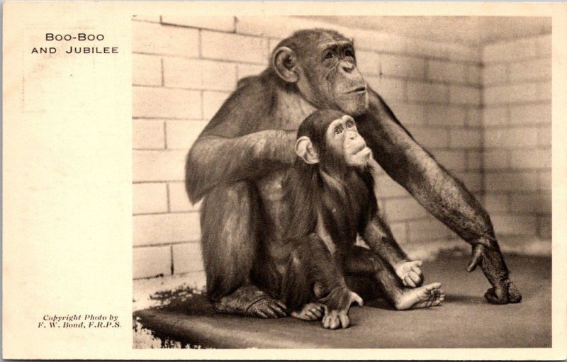 Monkeys Chimpanzees Boo-Boo and Jubilee London Zoological Society Garden England