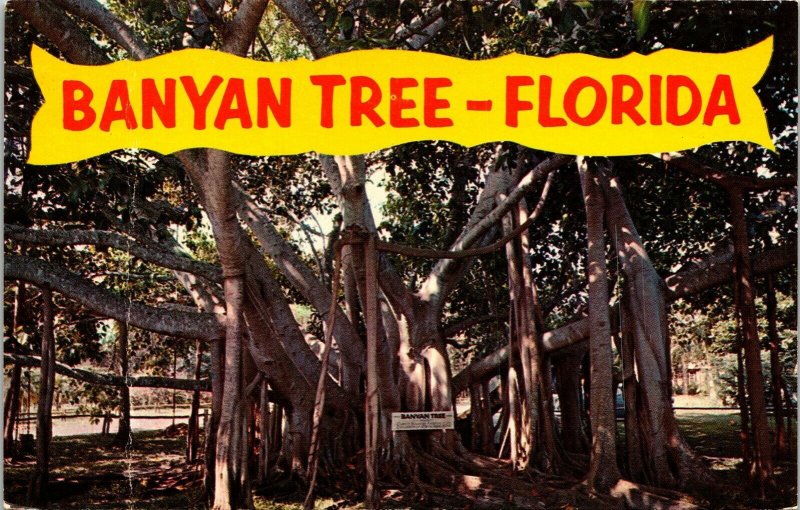 Banyan Tree Florida FL Postcard VTG UNP Plastichrome Vintage Unused 