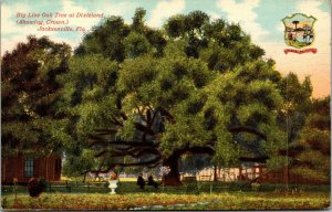 Vtg Jacksonville Florida FL Big Live Oak Tree at Dixieland 1910s Postcard