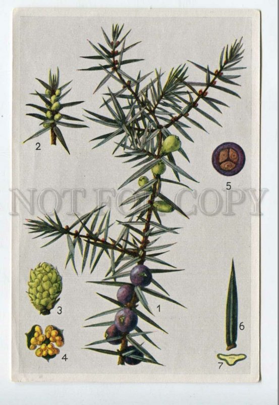 428049 Flower Juniperus communis Vintage Sammelwerk Tobacco Card w/ ADVERTISING