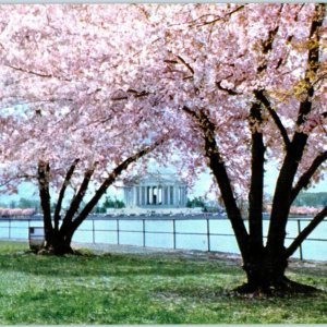 c1960s Washington DC Jefferson Memorial Jumbo Postcard Kodachrome L.B. Prince 5O