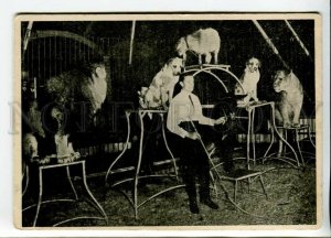 440429 Circus Proscho animal trainer lions and dogs Vintage postcard