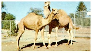 Camel