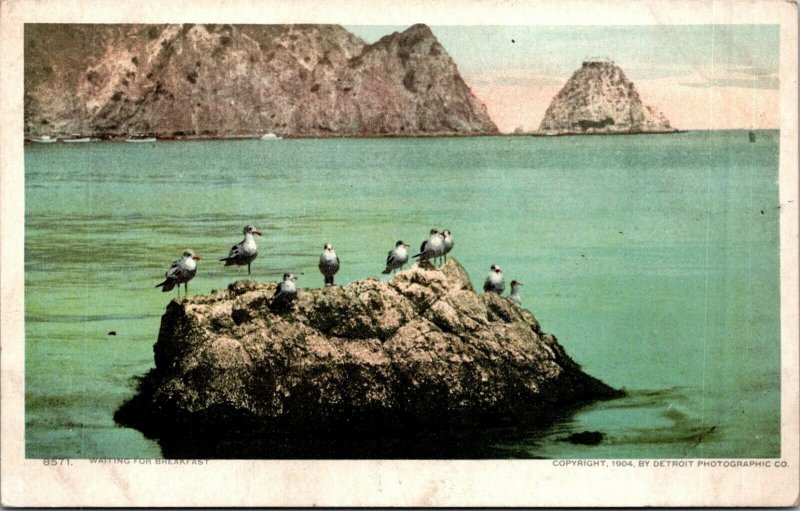 flock of seagulls on a rock waiting for breakfast early postcard view vtg