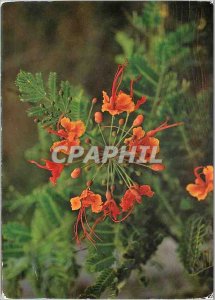 Postcard Modern Antilles Francaises Tropical Flowers Cassis Alata