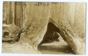 RP Quadruped Tree Redwood HighwayCalifornia CA 1922