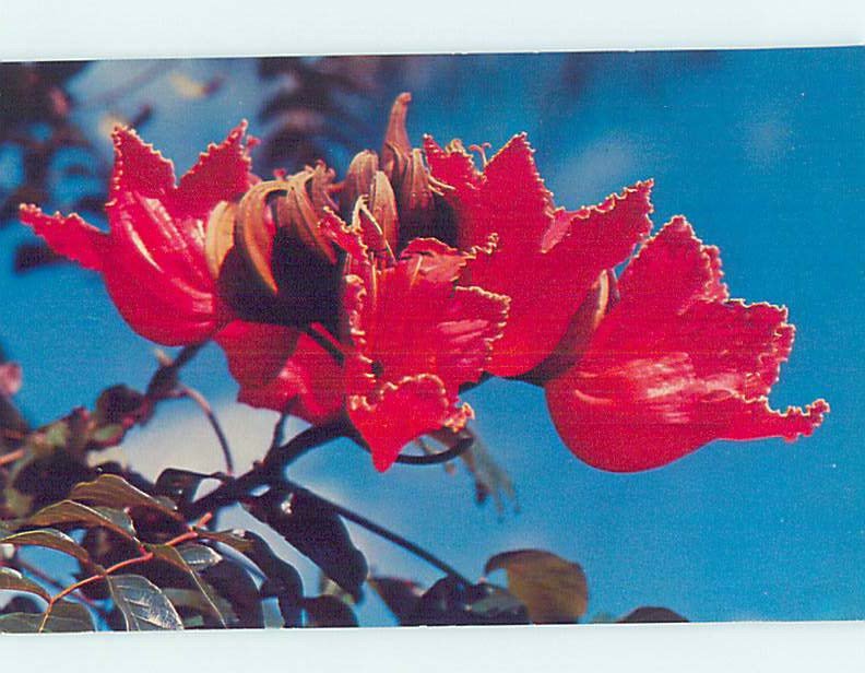 Pre-1980 AFRICAN TULIP TREE Honolulu & Maui Hawaii HI AD2297