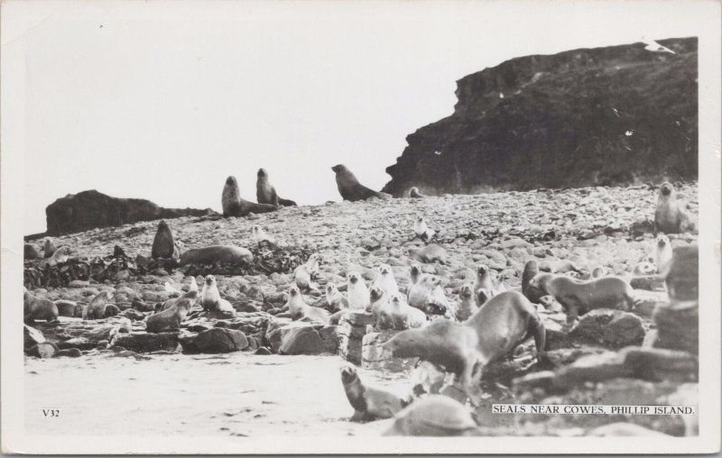 Real Photo Postcard~Many Seals Near Cowes~Phillip Island~Rocky Background~RPPC