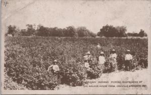 'Canadian Indians Picking Raspberries'  Walker House Farm ON Postcard E18 *As Is