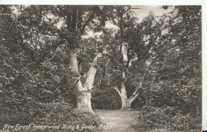 Hampshire Postcard - New Forest - Bolderwood King & Queen Oaks - Ref TZ1043