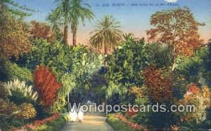 Une Allee du Jardin d'Essai Alger Algeria, Africa, Unused 