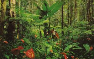 Hawaii Giant Tree Ferns