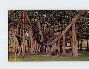 Postcard The Indian Banyan Tree Hawaii USA