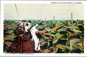 Cutting Tobacco Grown Under Shade In Havana Cuba Postcard