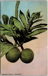 Breadfruit Hawaii mulberry and Jackfruit Family Postcard