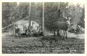 RPPC At The Buffalo Ranch Redding CA Deer, Eastman B7781 Shasta County Buck Fawn