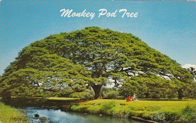 Hawaii Hawaiian Monkey Pod Tree