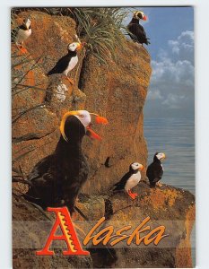 Postcard Alaskan Puffins, Alaska