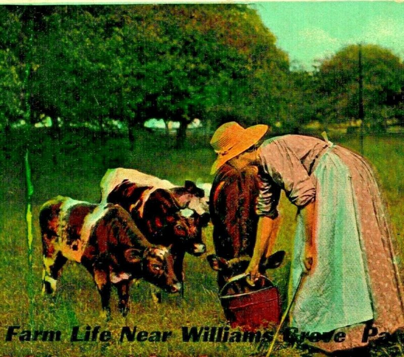 Farm Life Feeding Cows Calfs Near Willamsburg Pennsylvania PA UNP 1910s Postcard