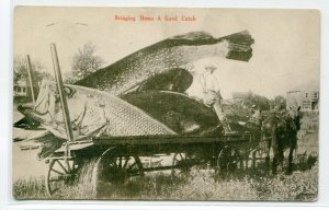 Exaggeration Fish Bringing Home A Good Catch 1913 postcard