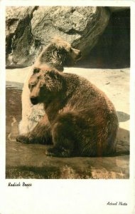 Actual Photo 1950s Kodiak Bears RPPC Photo Postcard 20-11510