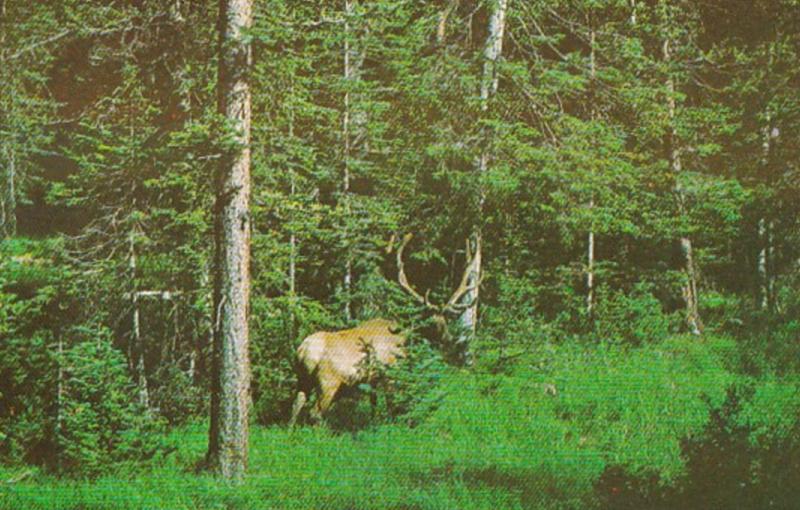 Arizona White Mountains The Majestic Elk