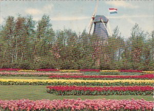 Netherlands Windmill and Tulip Beds