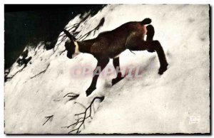 Old Postcard A baby chamois The first steps in the snow Topic living in freedom