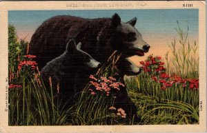 Black Bears, Greetings From Lewiston MI c1951 Vintage Postcard Q55