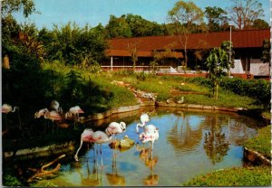 Singapore Zoo Pond With Flamingos