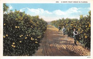 A grapefruit Grove in Florida Florida, USA Florida Oranges Unused 