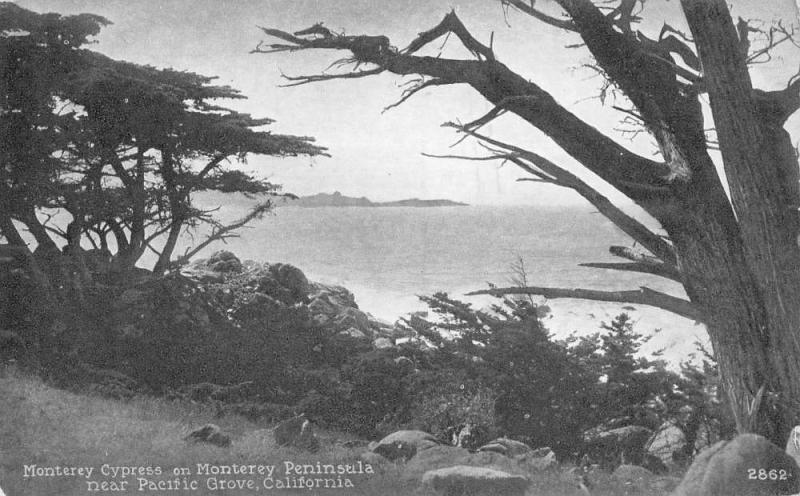 Pacific Grove California Monterey Cypress Peninsula Antique Postcard K80407