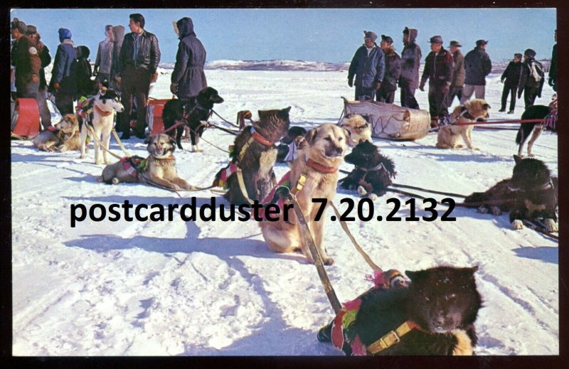 h1889 - YELLOWKNIFE NWT Postcard 1960s Indian Dog Teams