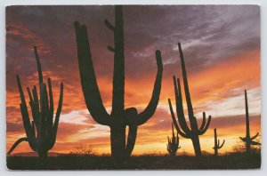 Arizona~Giant Saguaros Silhouetted Against Sunset~Vintage Postcard