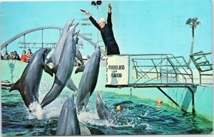 Marineland of Florida - Porpoises leap for their dinner