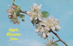 Apple Blossom Time - Flower - Fruit Tree