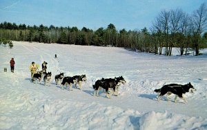 NH - Championship Dog Sled Racing