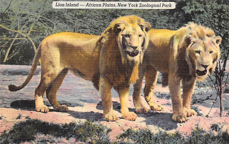 Zoos Lion Island, African Plains New York Zoological Park, USA Unused