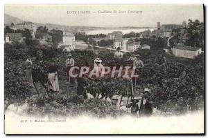 Old Postcard Picking flowers & # 39oranger Cote d & # 39Azur