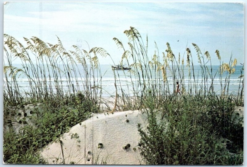 Postcard - Sea Oats Protect The Sand Dunes, Barrier Islands - South Carolina