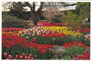 Tulips At Roozengaarde Division Of Washington Bulb Company Mount Vernon Washi...