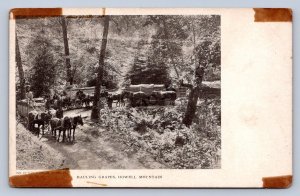 K1/ St Helena California Postcard c1910 Hauling Grapes Howell Mountain 233