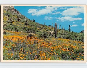 Postcard Organpipe And Poppies, Organ Pipe Cactus National Monument, Arizona